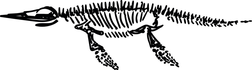 Obraz premium Plesiosaur skeletons. Dino bones. Remains of ancient animals vector illustration set