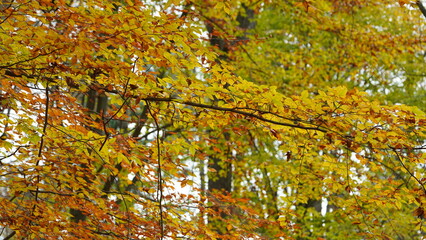 The colorful forest view in the natural park in autumn