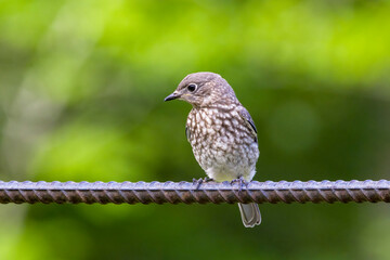 Eastern Bluebird fledgling on bar