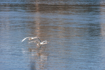 A flight over calm waters