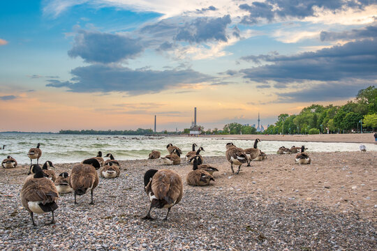 Canada geese grooming on a pepple beach in the evening with lake ontario  and clouds in the background shot kew beach toronto room for text
