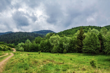 Obraz premium Landscapes - Forest - Europe, Romania, Suceava region