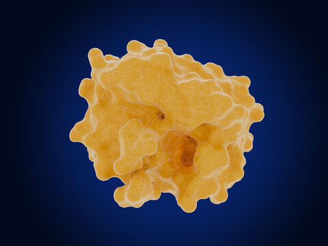 The Prostate-specific antigen (PSA)