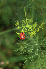 Graphosoma lineatum italicum insect on a green leaf. Italian red shield bug with black stripes on a Fennel plant on summer 