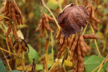 Many soybean pods on plant in the agricutlural field on late summer. Glycine max 