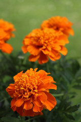Close-up of orange marigold flowers against green background. Tagetes plants in bloom 