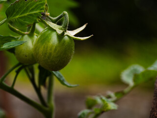 Young Tomato plant with green tomatoes on the vine