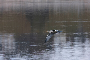 Grey heron soaring over rippling waters
