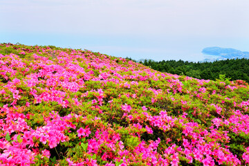 星ヶ山公園　真鶴半島　神奈川県湯河原
