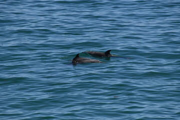 Fototapeta premium Two Dolphins Surfacing Swimming Pacific Ocean