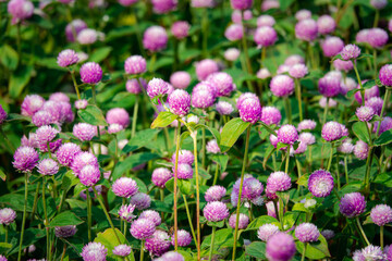A field of pink flowers with green stems