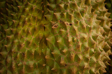 A close up of a green fruit with many spikes