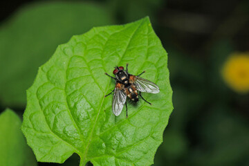 macro photo of housefly facing back