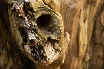 A tree stump with a hole in it