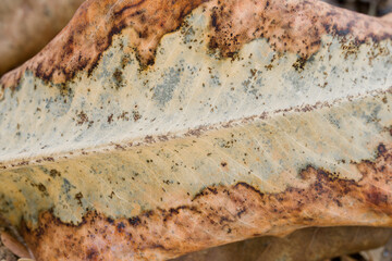 A leaf with brown spots and a yellowish tint