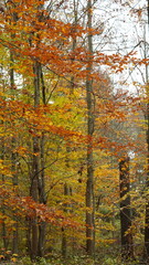 Obraz premium The colorful forest view in the natural park in autumn