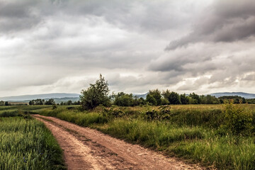 Landscapes -  Forest - Europe, Romania, Suceava region