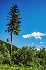 Fototapeta premium Landscapes - Forest - Europe, Romania, Suceava region