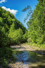 Landscapes -  Forest - Europe, Romania, Suceava region