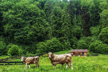 Obraz premium Landscapes - Forest - Europe, Romania, Suceava region
