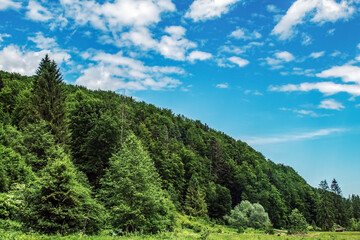Obraz premium Landscapes - Forest - Europe, Romania, Suceava region