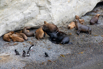 Fototapeta premium Sea lions colony, punta loma puerto madryn, argentina