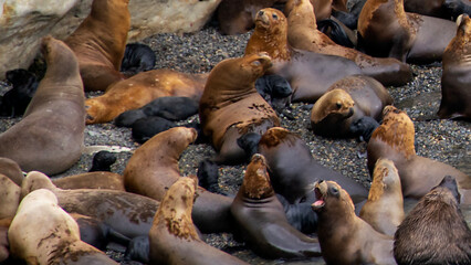 Sea lions colony, punta loma puerto madryn, argentina