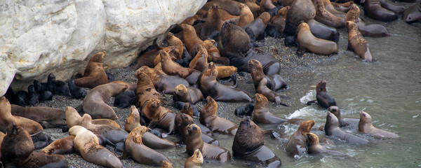 Sea lions colony, punta loma puerto madryn, argentina