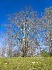 Obraz premium Grey poplar (Populus × canescens) trees in springtime
