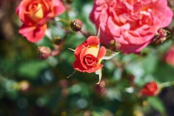 Blossoming red-orange tea rose in early summer, close-up with selective focus.