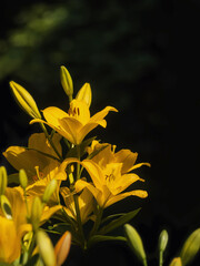Prächtige schöne gelbe Lilien, freigestellt blühen im Garten, Juli