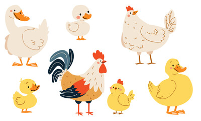 Set of flat vector illustrations on white background. Domestic birds with their children. Goose duck hen and rooster duckling chick chicken. Vector illustration