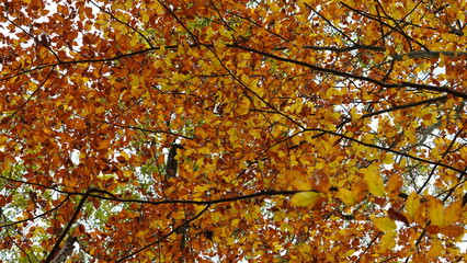 The colorful forest view in the natural park in autumn
