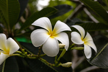 Obraz premium Tropical flowers of white blooming plumeria, in the park or garden, dark green natural background. White Frangipani flower Plumeria alba with green leaves