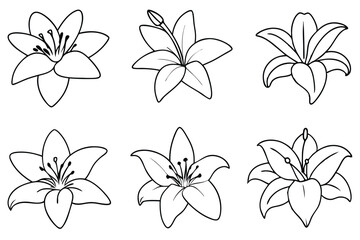 Lily flower line art Artistic lily sketches with finesse