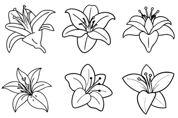 Obraz premium Lily flower line art Artistic lily sketches capture essence