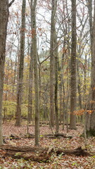 The colorful forest view in the natural park in autumn