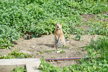 A funny cute gopher stands on his hind legs and stares in wonder at the camera