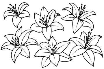 Lily flower line art Elegant sketches of lilies
