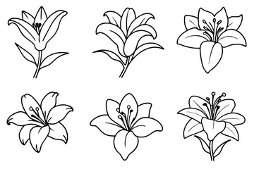 Lily flower line art Fine-lined artwork depicts lily beauty