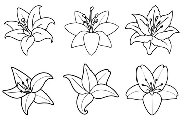 Lily flower line art Fine-lined lily illustrations capture essence