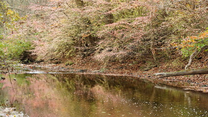 The colorful forest view in the natural park in autumn