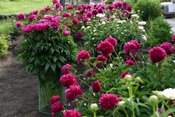 Peony bushes in the summer garden. Growing peonies. Red and pink flowers.