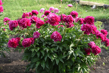 Peony bushes in the summer garden. Growing peonies. Red and pink flowers.