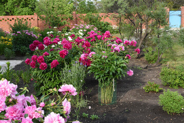 Peony bushes in the summer garden. Growing peonies. Red and pink flowers.