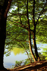 There are trees covering the edge of the basin