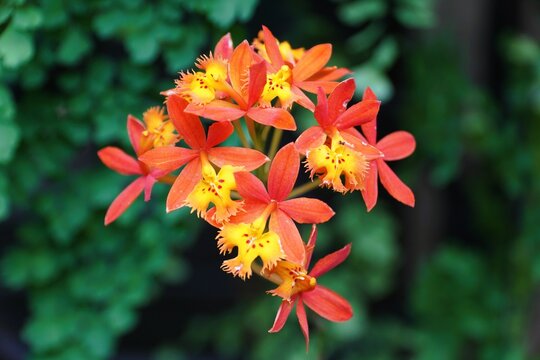 Bright yellow, red and orange Epidendrum Radicans orchids