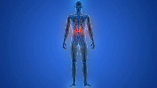 Human Internal Organs Pancreas with Gallbladder Anatomy Animation Concept