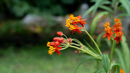 Close up of lively red meadow or daisy with green background with copy space, concept of red flower or flora, bouquet, blooming gardening season, botanical wallpaper, pretty and cute, romantic.
