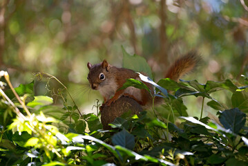 squirrel on tree